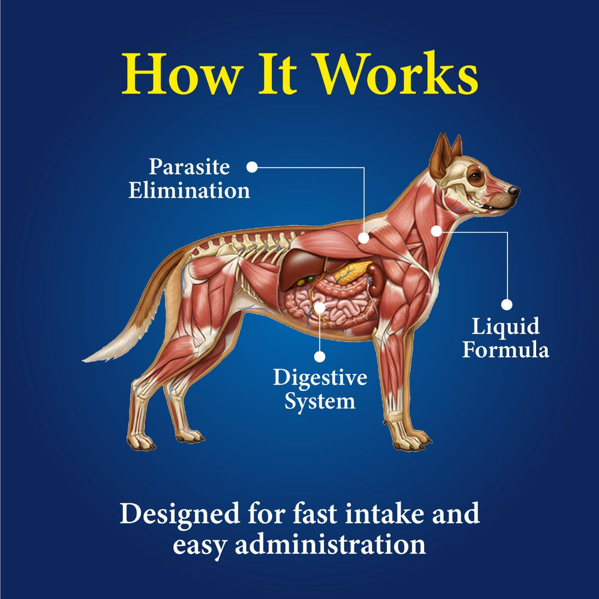 Broad Spectrum Dog Dewormer Treatment 120ml Banana Flavour Z688544