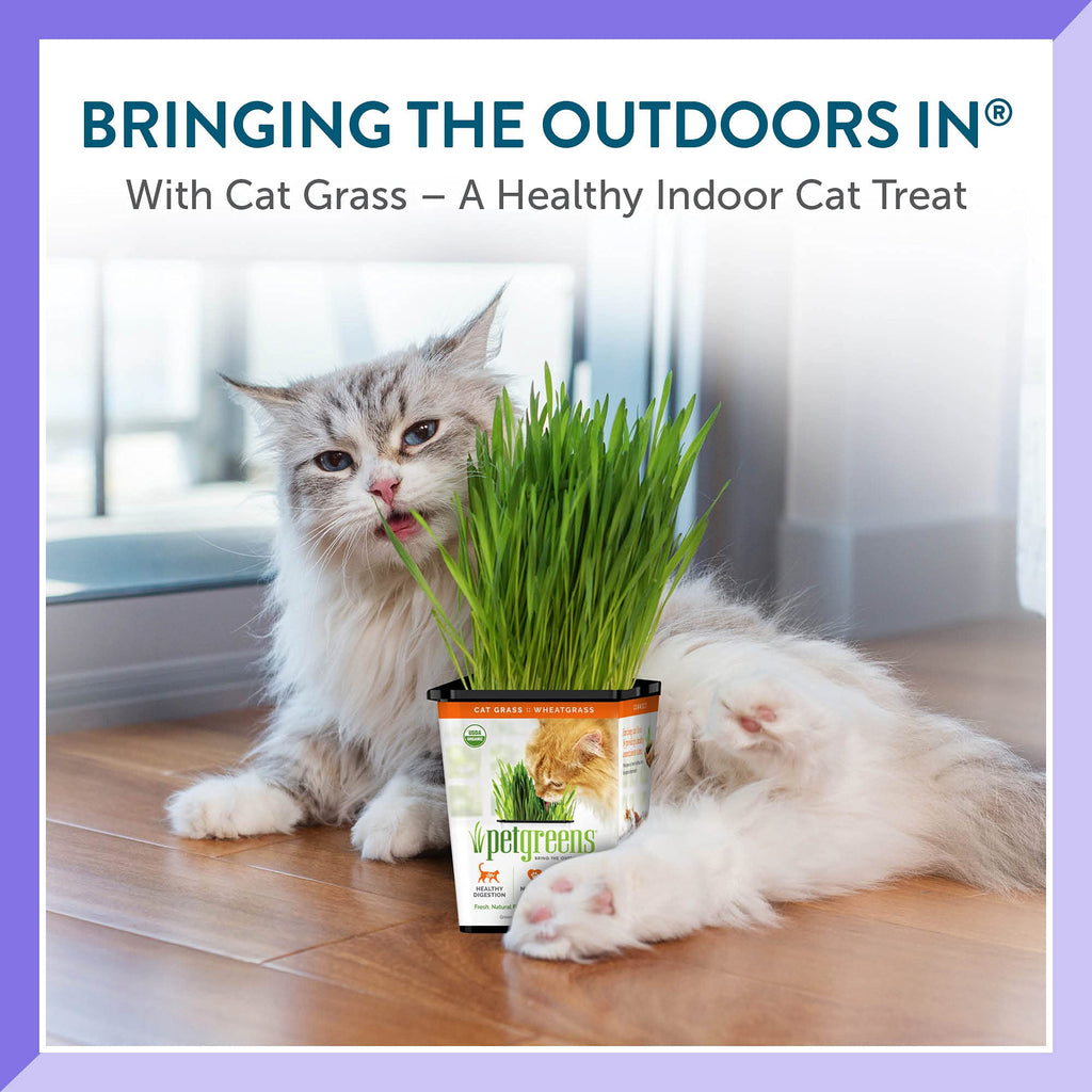 Organic Cat Grass Plant with Stand 3 Pack C780202