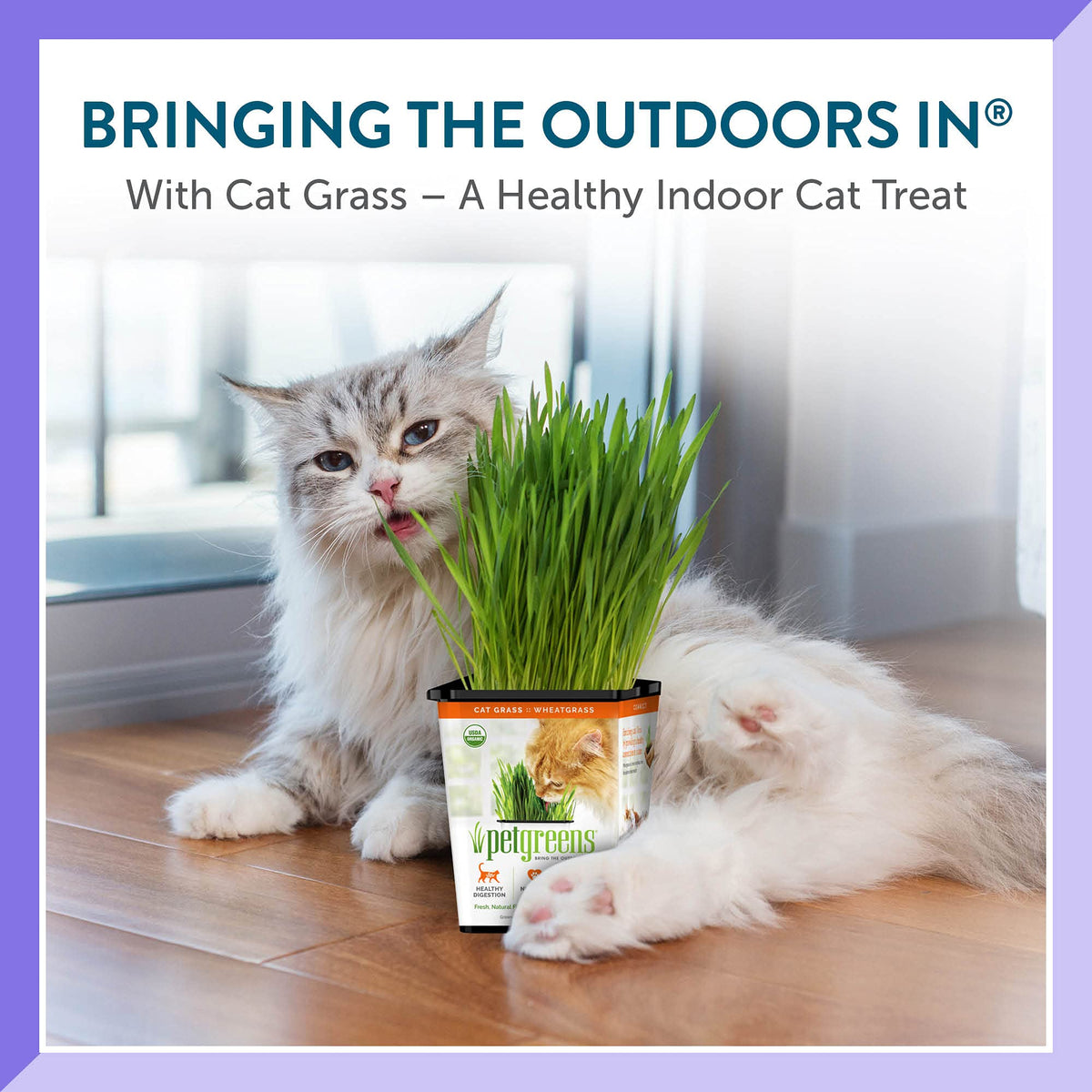 Organic Cat Grass Plant with Stand 3 Pack C780202