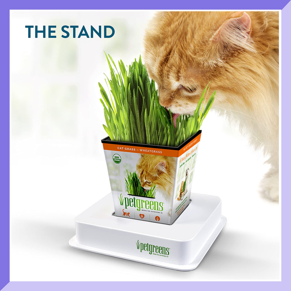 Organic Cat Grass Plant with Stand 3 Pack C780202