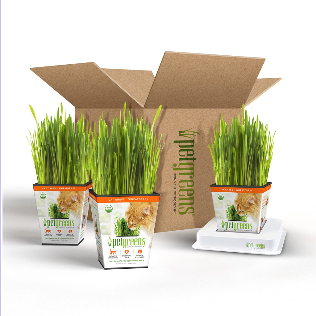 Organic Cat Grass Plant with Stand 3 Pack C780202