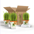Organic Cat Grass Plant with Stand 3 Pack C780202